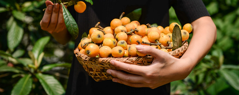 枇杷核能种吗（枇杷核子可以种植吗）