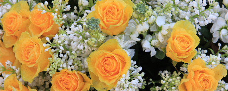 五朵玫瑰代表什么 五朵玫瑰代表什么意思