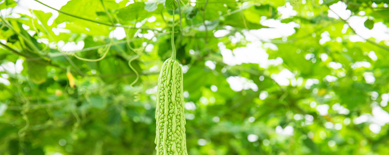 苦瓜怎么整枝打叉（苦瓜种植打叉）