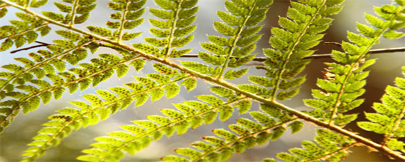 双子叶植物的营养储存在什么中 双子叶植物子叶中主要储存