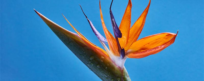 天堂花的花语和寓意（象征着天堂的花）