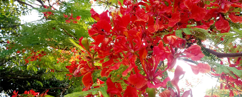 凤凰木花语 凤凰木花语花絮