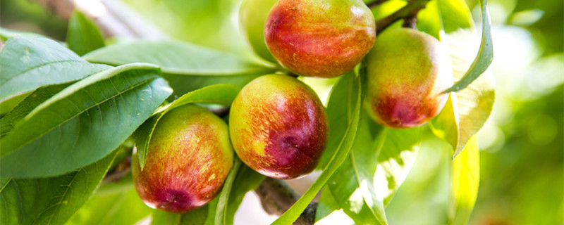 桃树修剪技术 桃树修剪技术视频