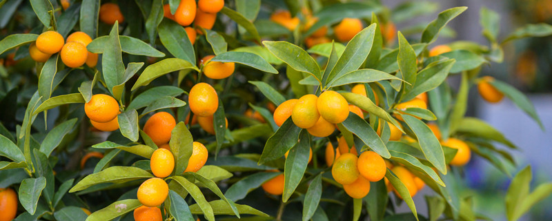 金桔树的寓意（金桔树的寓意和风水）