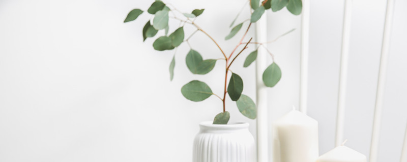 尤加利花语（尤加利果花语）