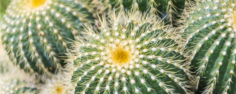 水培仙人球的方法（仙人球可以水培养吗）