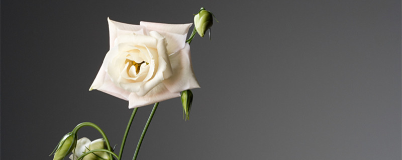 白色桔梗花的花语