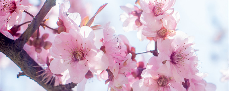 桃花的寓意和象征 粉色桃花的寓意和象征