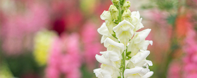 金鱼草的主要价值 金鱼草有什么特点