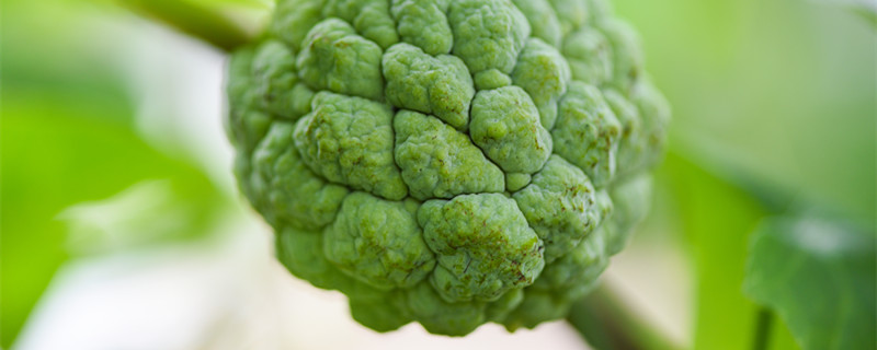 释迦果种植方法和技巧 释迦果种植技术方法