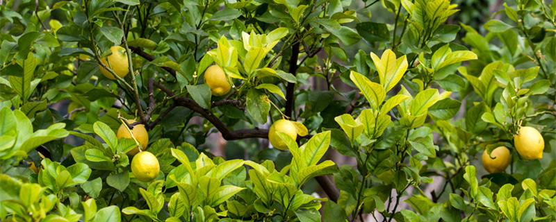 香水柠檬种植方法 台湾香水柠檬种植方法