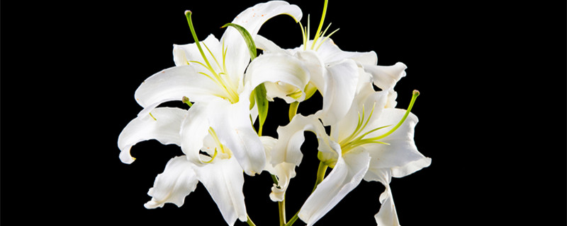 百合花的花语和寓意 白色百合花的花语和寓意