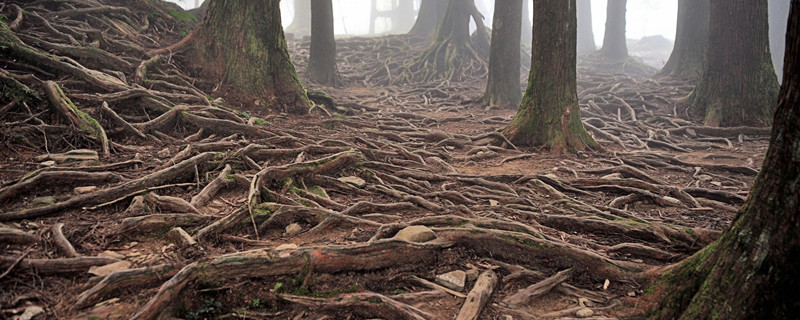怎样让树根腐烂不发芽（不让树根发芽怎么办）