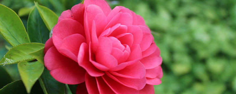 四季茶花的养殖方法（四季茶花的养殖方法家里如何养好茶花）