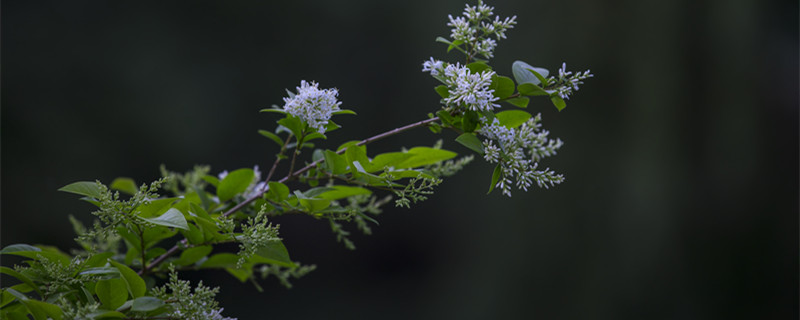 九里香夏天怎么养（九里香夏天怎么养护）