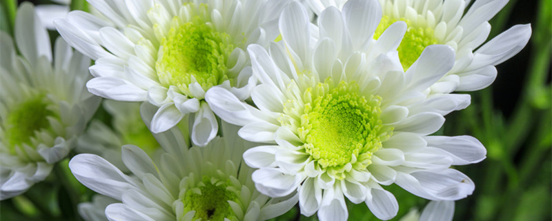 冬菊的花语是什么 冬菊花的花语是什么