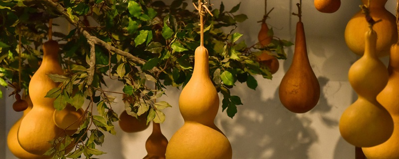 葫芦怎么种 葫芦怎么种植管理