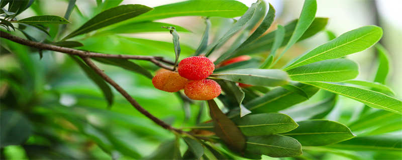 杨梅树怎么修剪(杨梅树怎么修剪杨梅树什么时候施肥施什么肥)