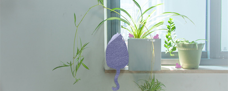 金边吊兰的养殖方法 金边吊兰的养殖方法与繁殖方法