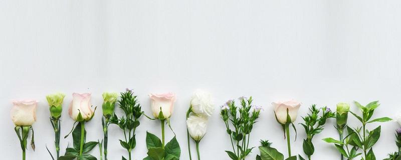 给母亲送康乃馨的禁忌（母亲节必须送康乃馨吗）