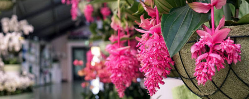 如何给花卉施肥，盆栽花卉怎么施肥 盆栽花肥怎么施法?