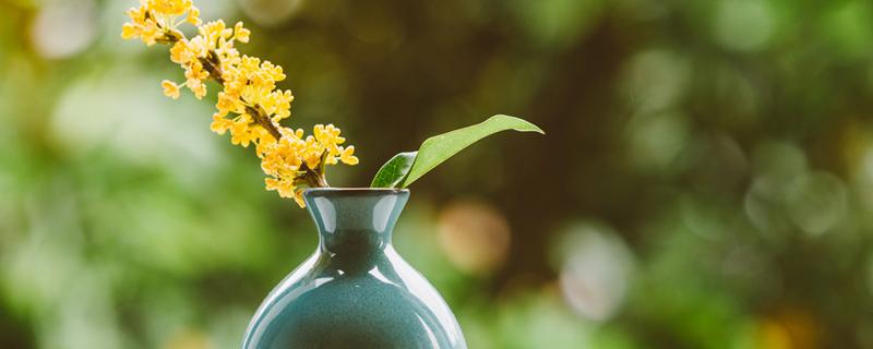 银星换盆时间，金银花什么时候换盆 金银花换盆要注意事项