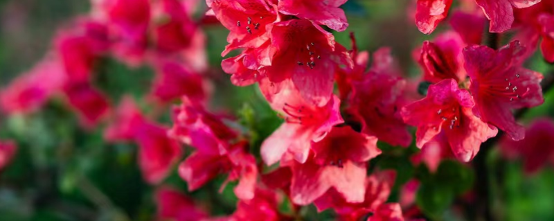 杜鹃花开的时候（杜鹃花开的时候还有什么花开）