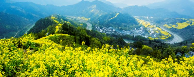 加拿大一枝黄花是什么花（加拿大一枝黄花和一枝黄花）