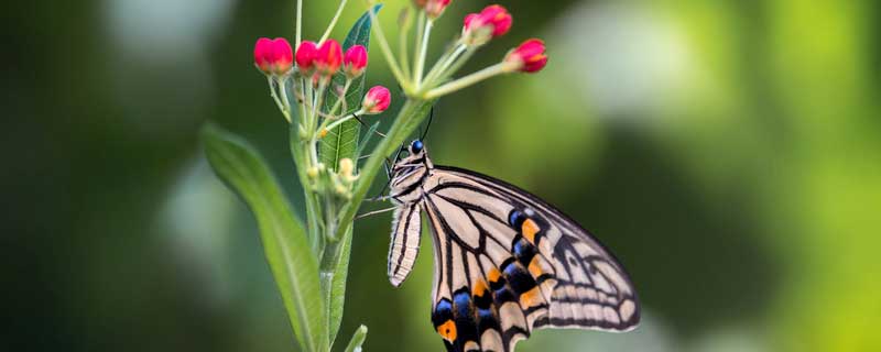 凤尾蝶有什么象征意义 凤蝶有什么寓意