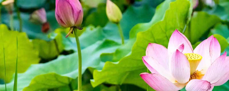 如何种荷花 池塘如何种荷花