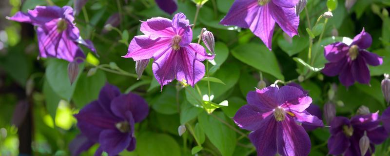 铁线莲为什么第一年不能地栽（铁线莲可以种几年）