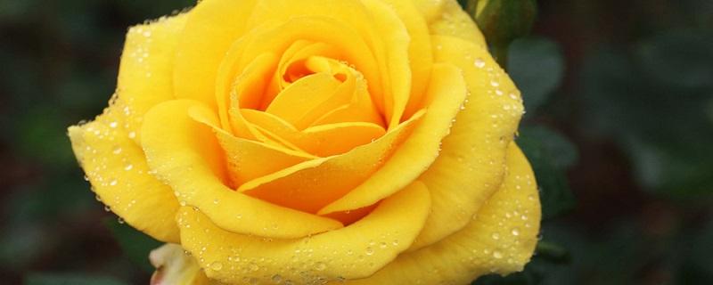 金奖章月季优缺点 大奖章月季