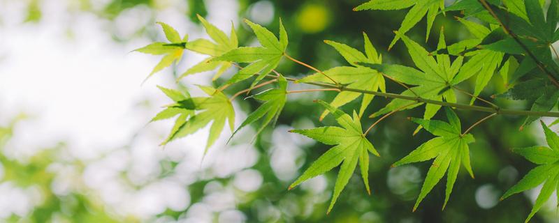 苋科植物有哪些，苋科植物有哪些菜（常见的苋科蔬菜有哪些）