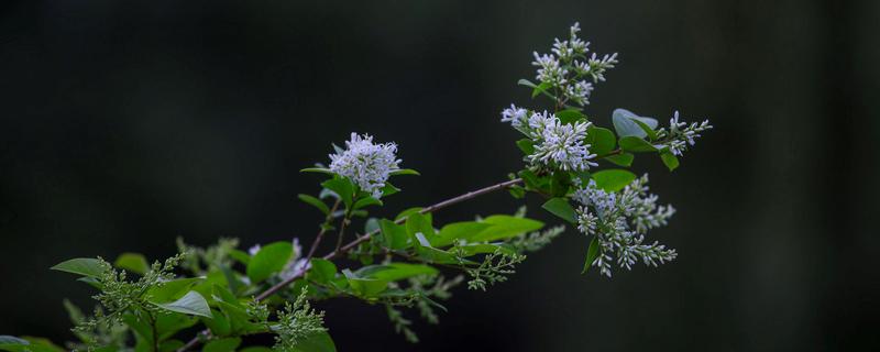 九里香花适合在室内养吗，九里香花怎么养