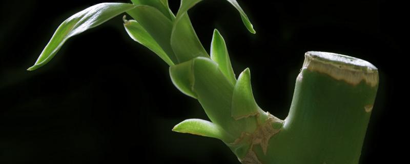 富贵竹加什么肥料（富贵竹加什么肥料长的高）