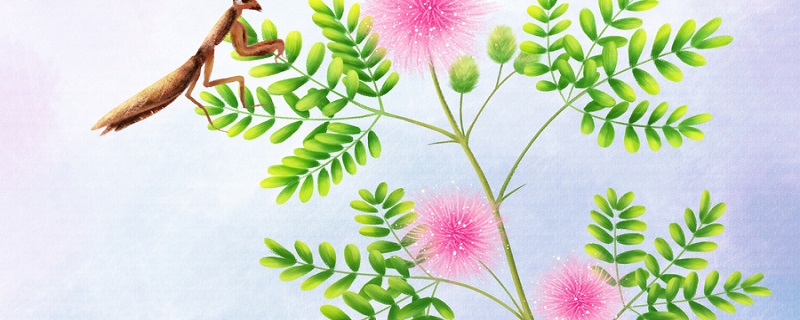 含羞草为什么会害羞 稻草人中含羞草为什么会害羞