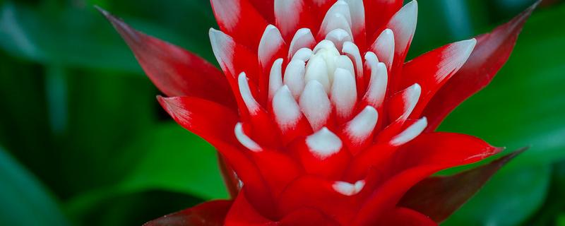 凤梨花的作用（凤梨什么作用）