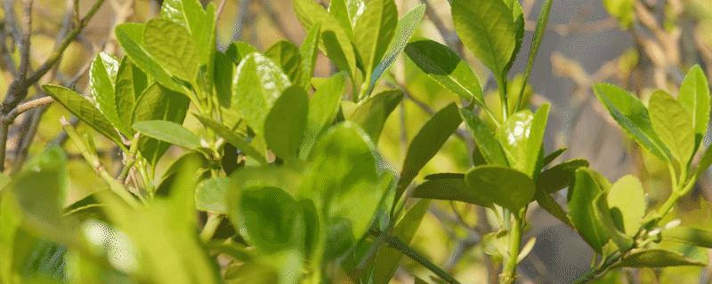 万年青为什么会开白花 万年青为什么会开白花好吗