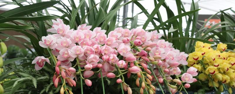 兰花的花语和象征意义（兰花语和寓意是什么意思）