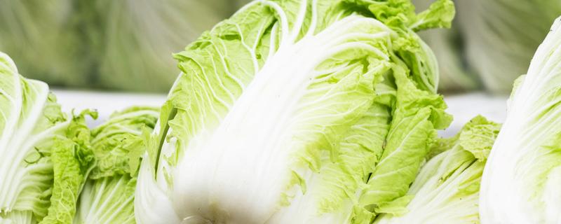 大白菜怎么种植，大白菜怎么种植方法