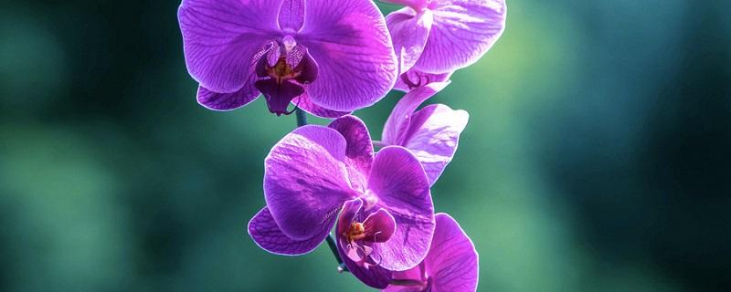 蝴蝶兰开花时间是几点左右 蝴蝶兰开花时间是几点左右拟人句