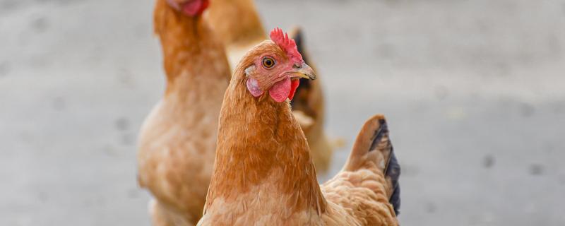 柴鸡养殖技术 柴鸡的养殖技术