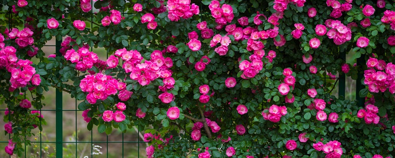 蔷薇几月开 蔷薇几月开花