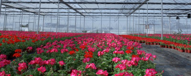 家庭养植盆花如何浇水,怎样给盆花浇水