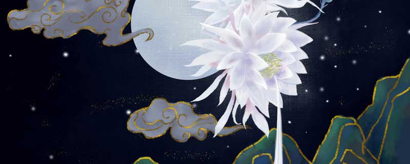 凌晨12点什么花开放 凌晨11点什么花开放