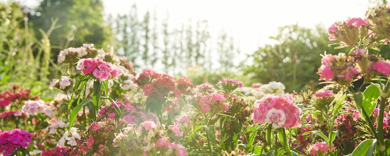 花的雌蕊由什么组成（花的雌蕊由什么组成的）