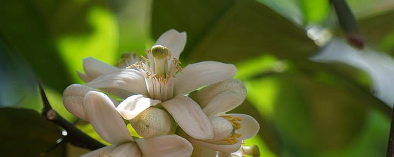 佛手花的家庭养殖方法 多肉佛手花的家庭养殖方法
