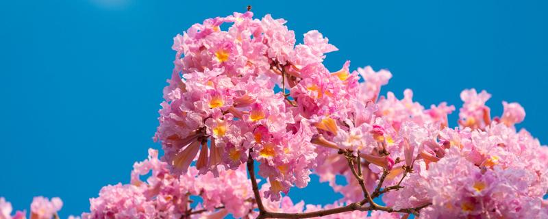 高雪轮的花语是什么 雪轮花花语