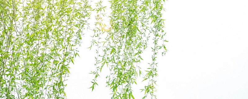 银柳的风水作用 银柳在风水代表什么