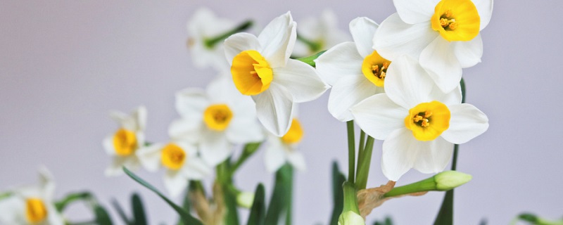 水仙花在一天的几点钟开花(水仙花花在一天的几点钟开花)